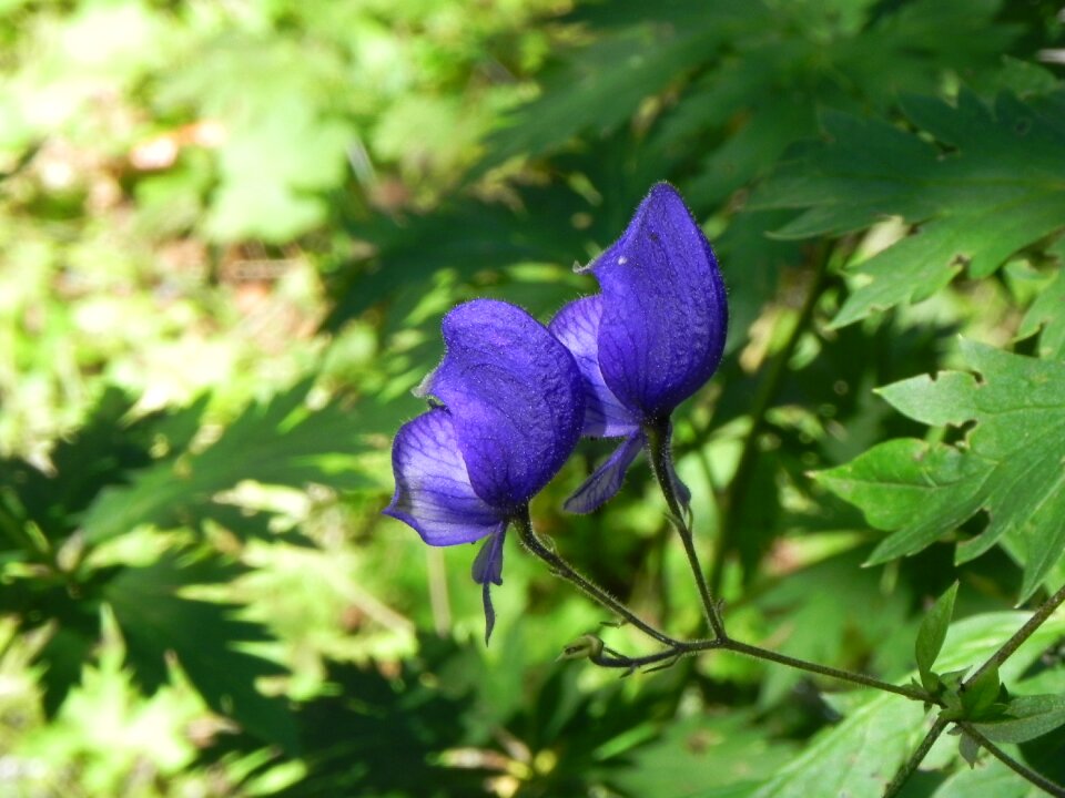 Nature summer wild flower
