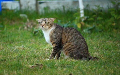 Mackerel fear domestic cat photo