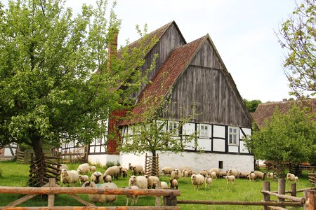Lambs animals spring