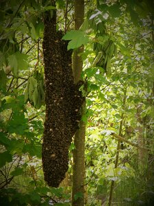 Swarm the bees insect
