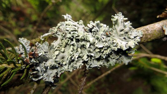 Green fauna fungal growth