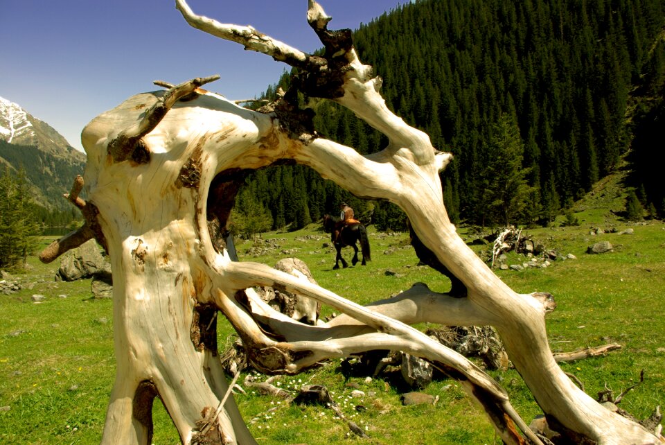 Reiter nature wood