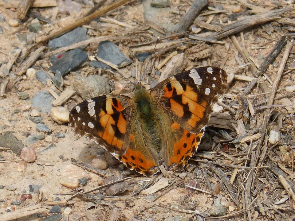 Vanesa from thistles butterfly lepidopteran
