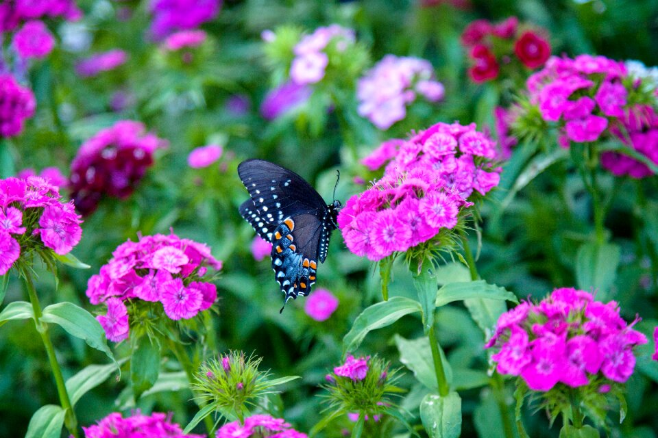 Bright insect nature