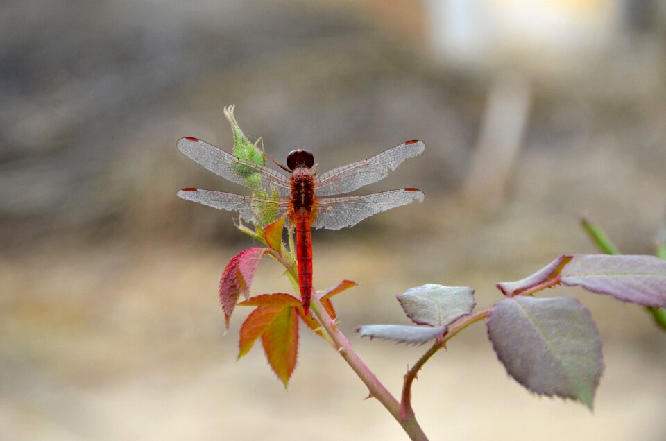 Rose bud brown dragon
