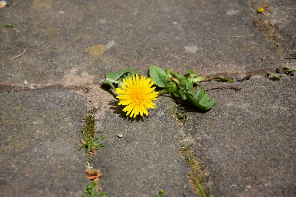 Flower nature yellow