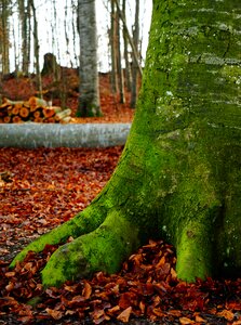 Trees autumn nature photo