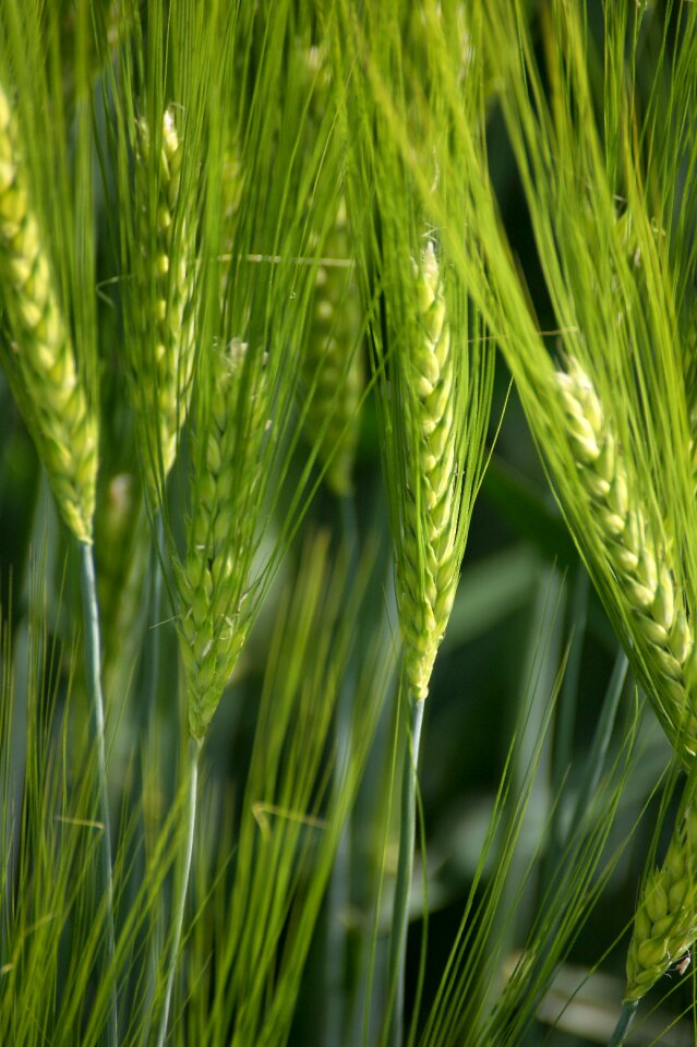 Nature field grain