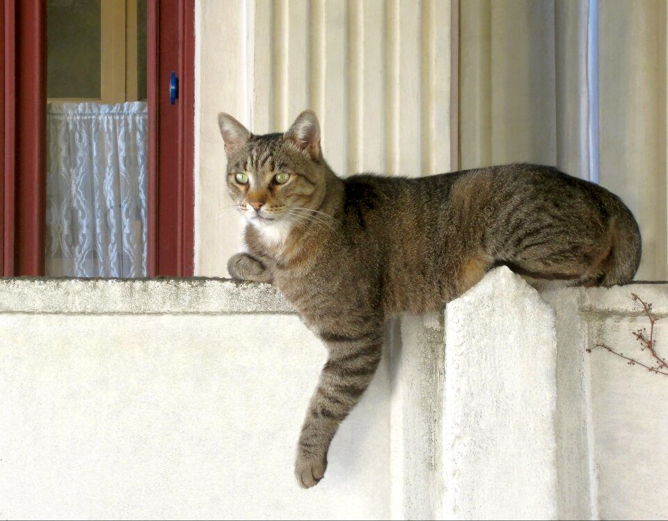 Window house feline