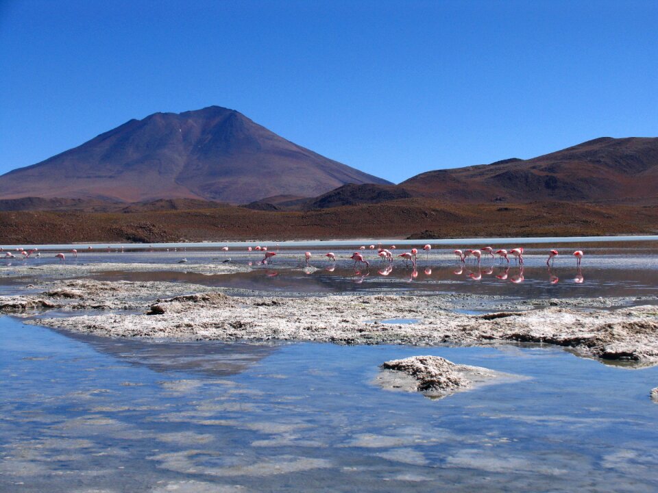 Lake flamenco wild nature