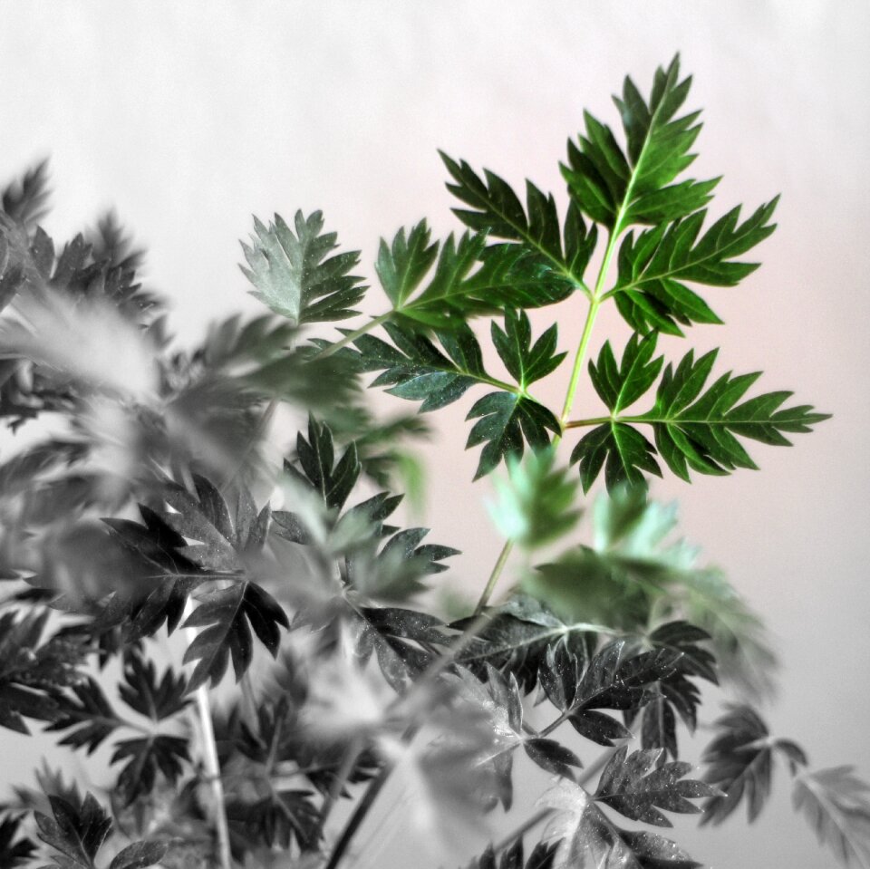 Green leaves plant