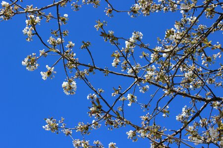 Cherry trees blue sky spring