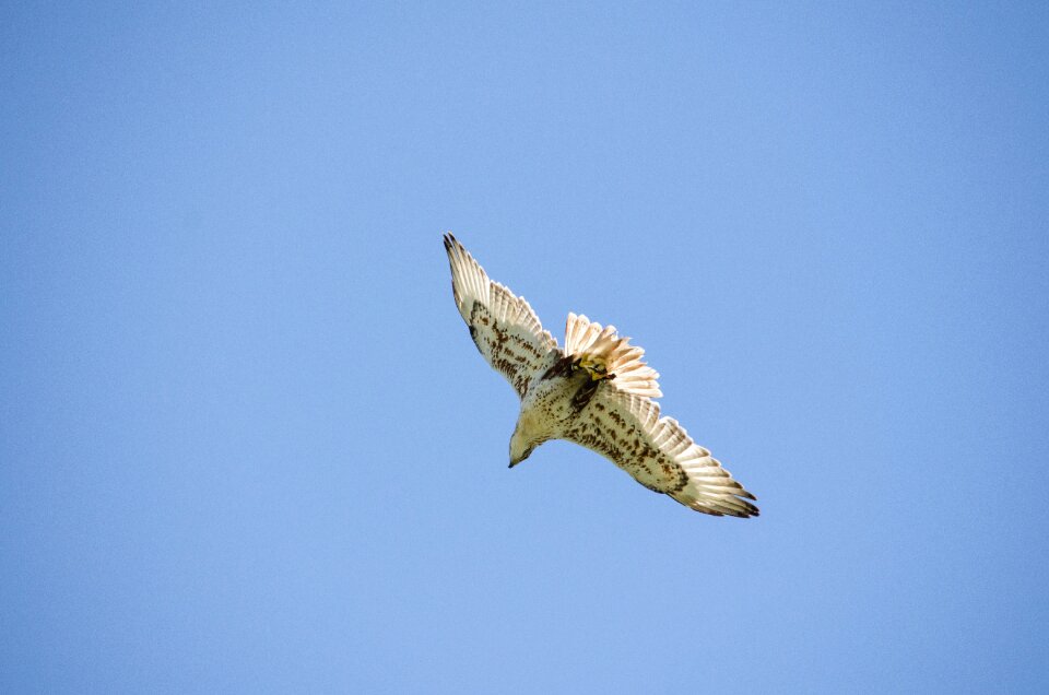 Bird freedom falconry