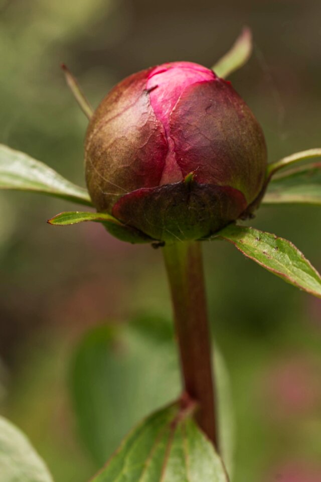 Bloom garden flower bud