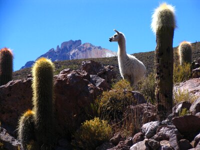 Mountain landscape animal