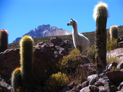 Mountain landscape animal photo