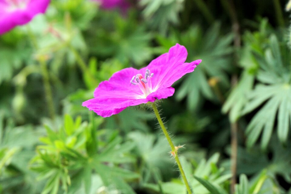 Nature plant close up photo