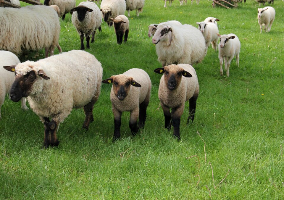 Flock of sheep animal children spring