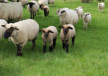 Flock of sheep animal children spring photo