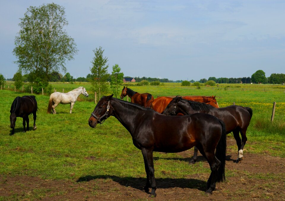 Coupling meadow nature