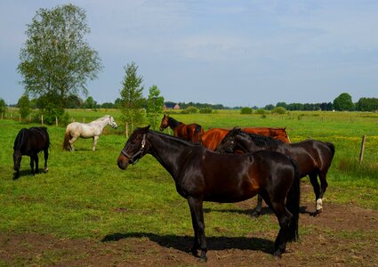 Coupling meadow nature