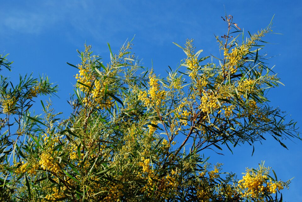 Gorse blossom sky plant