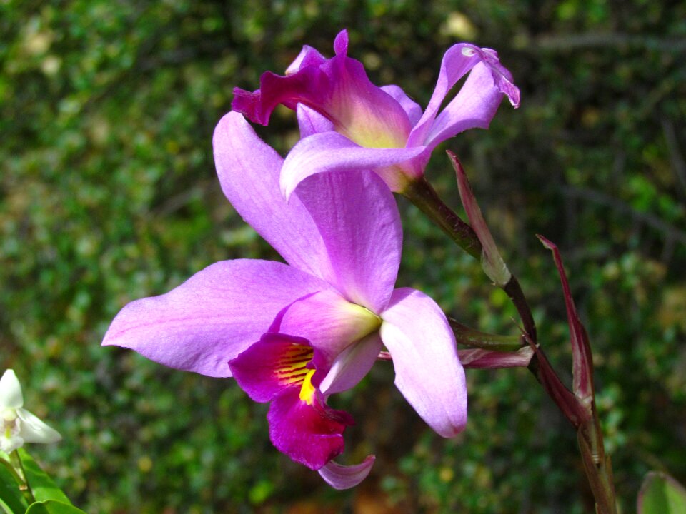 Orchid show nature bloom