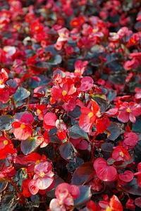 Flora semperflorens begonias begonia semperflorens cultorum