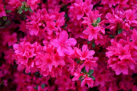 Nature pink flower red flowers photo