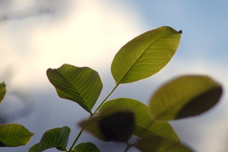 Foliage nature green