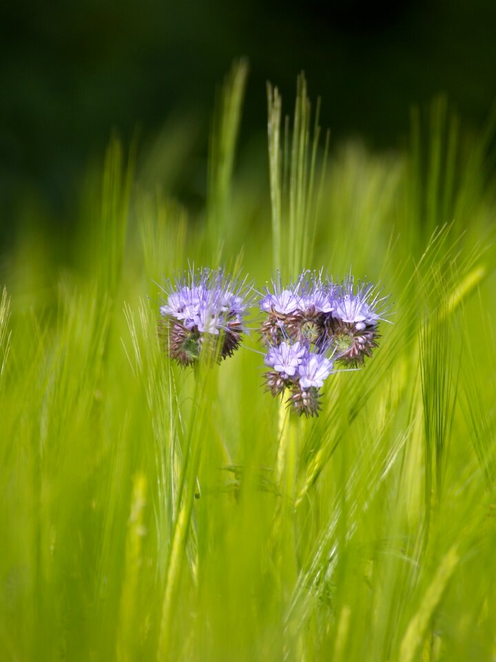Nature agriculture field crops