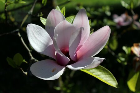 Bloom spring magnolia tree photo