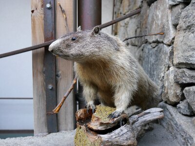 Euarchontoglires mammal rodent