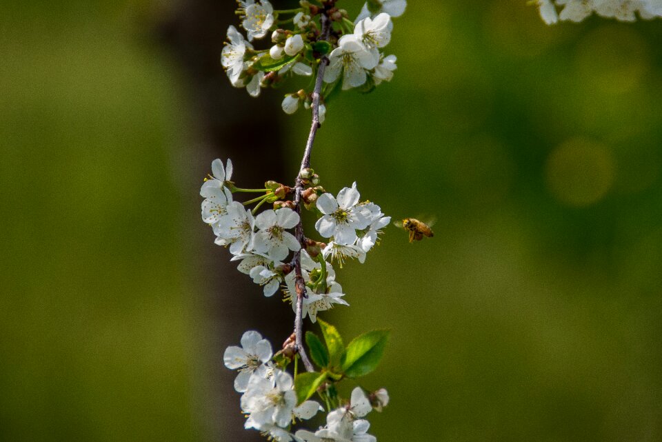 Blossom bloom flowering