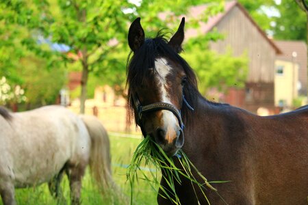 Horse head thoroughbred arabian mold