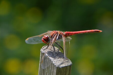 Nature insects wings