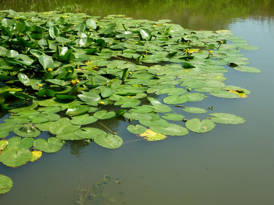 Water lily pond aquatic plant