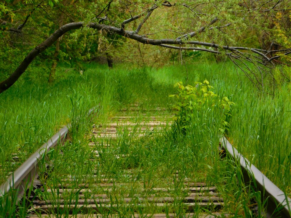 Over grown train track