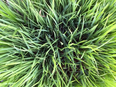 Green spring lush