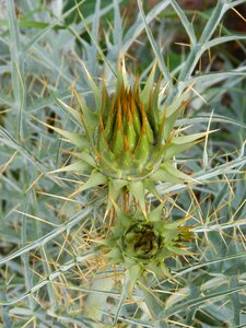 Cynara scolymus artichoke thorns