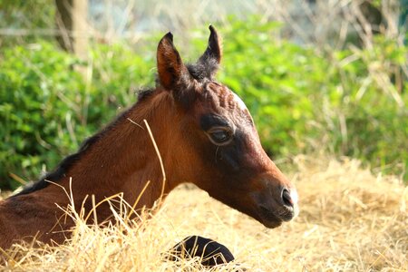 Suckling brown mold thoroughbred arabian photo