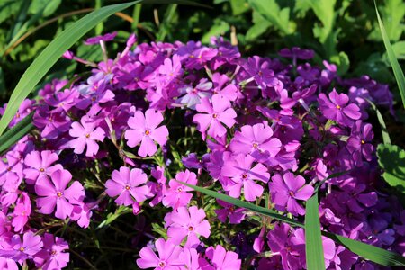 Flower garden purple photo