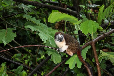 Primate animal wilderness