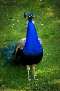 Bird peacock color