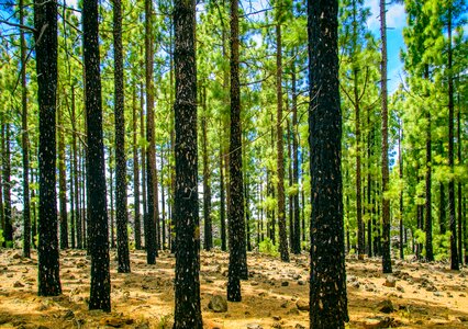 Green conifers log photo