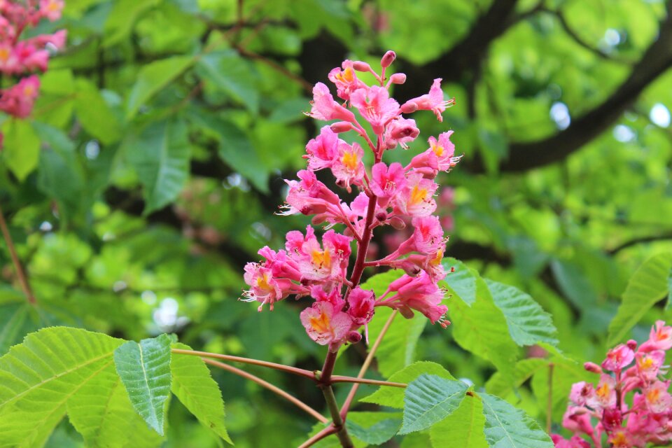 May chestnut red photo