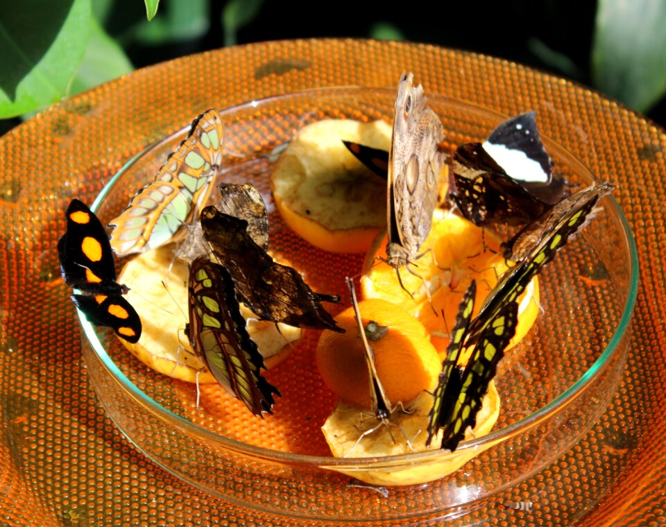 Food fruit mainau island
