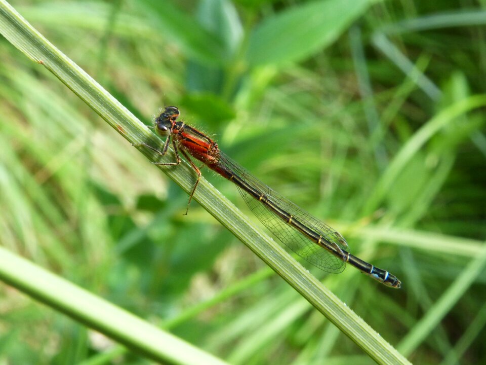 Beauty red dragonfly ephemeroptera