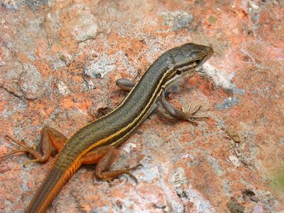 Detail rock reptiles