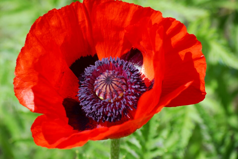 Flower red poppy poppy flower photo